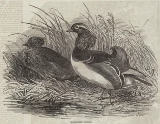 Mandarin Ducks
